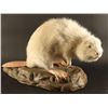 Image 1 : Full Mounted Albino Beaver