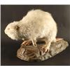 Image 2 : Full Mounted Albino Beaver
