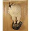Image 2 : Shoulder Mounted Mountain Goat