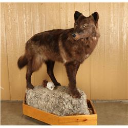 Full Mounted Brown Wolf