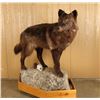 Image 1 : Full Mounted Brown Wolf