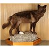 Image 2 : Full Mounted Brown Wolf