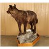 Image 3 : Full Mounted Brown Wolf