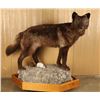 Image 4 : Full Mounted Brown Wolf