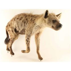 Full Mounted Hyena