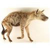 Image 2 : Full Mounted Hyena