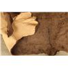 Image 2 : Buffalo Hide