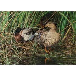 Fine Art Print