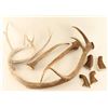 Image 1 : Large Lot of Antlers