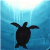 Image 2 : Wyland - "Turtle" Framed Original Watercolor Painting, Hand Signed with Certificate of Authenticity.