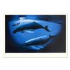 Image 1 : "A Sea of Life" Limited Edition Lithograph by Renowned Artist Wyland, Numbered and Hand Signed with 