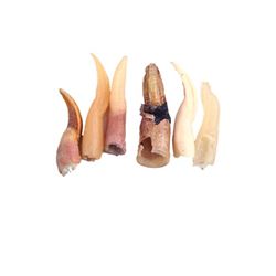 Underworld: Awakening Lycan Fingernails Movie Props