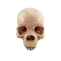 Django Calvin (Leonardo DiCaprio) Skull Movie Props