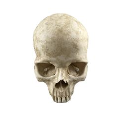 Calvin Candie (Leonardo DiCaprio) Skull Movie Props