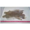 Image 3 : TWO RABBIT PELTS (BROWN)