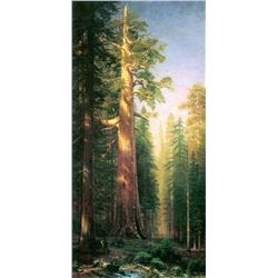 The Big Trees, Mariposa Gove, California by Albert Bierstadt