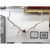 Image 1 : Large Rack of Elk Antlers - 42" x 42"