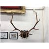 Image 1 : Large Rack of Mounted Elk Antlers - 40" x 40"