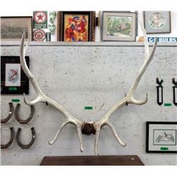 Large Rack of Deer Antlers - 42" x 42"