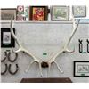 Image 1 : Large Rack of Deer Antlers - 42" x 42"
