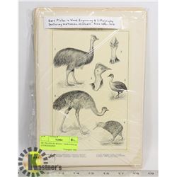 60+ PLATES IN WOOD ENGRAVING & LITHOGRAPHY