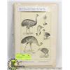 Image 1 : 60+ PLATES IN WOOD ENGRAVING & LITHOGRAPHY