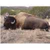 Image 1 : La Mont’s Wild West Buffalo & SHOULDER MOUNT!!!