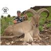 Image 1 : Double Diamond West Texas Free Range Aoudad Hunt