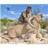 Image 3 : Double Diamond West Texas Free Range Aoudad Hunt