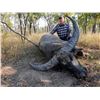 Image 1 : Australia Buffalo Hunt
