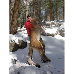 No Limit Outfitters Mountain Lion with full mount Taxidermy and in home mounting