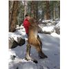 Image 1 : No Limit Outfitters Mountain Lion with full mount Taxidermy and in home mounting