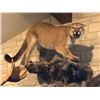 Image 2 : No Limit Outfitters Mountain Lion with full mount Taxidermy and in home mounting