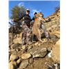 Image 3 : No Limit Outfitters Mountain Lion with full mount Taxidermy and in home mounting