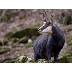 Cardrona Tahr Chamois