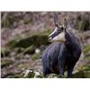 Image 1 : Cardrona Tahr Chamois