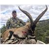 Image 1 : Spain Becite Ibex Management Hunt