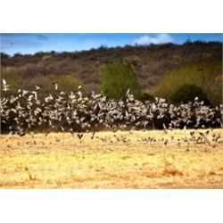 Pointer Argentina Dove Hunt.