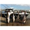 Image 2 : Voodoo Fishing Charters Deep Sea fishing Trip for 6