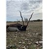 Image 3 : Darter Sky Ranch Texas Blackbuck Hunt with Shoulder Mount
