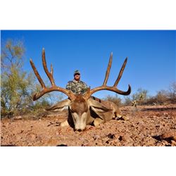 El Chapparral Mexico Mule Deer