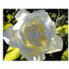 Image 1 : Brian Davis, "Divine White Rose" Limited Edition Giclee on Canvas, Numbered and Hand Signed with COA