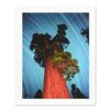 Image 1 : Robert Sheer, "General Grant Giant Sequoia" Limited Edition Single Exposure Photograph, Numbered and