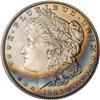 Lot 230 - Lot of Two Toned Battle Creek Morgans