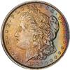 Lot 231 - Lot of Two Toned Battle Creek Morgans