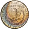 Image 2 : Lot 294 - Lot of Two Toned Battle Creek Morgans