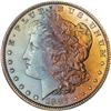 Lot 300 - Lot of Two Toned Battle Creek Morgans