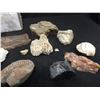 Image 2 : Box of Fossil Rock, Shells and Miscellaneous Rocks