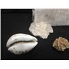 Image 3 : Box of Fossil Rock, Shells and Miscellaneous Rocks