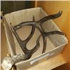 Image 1 : 2 DEER ANTLERS